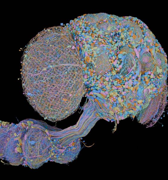 the-most-detailed-brain-wiring-diagram-yet:-how-166,000-neurons-govern-the-fruit-fly’s-behavior