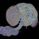 the-most-detailed-brain-wiring-diagram-yet:-how-166,000-neurons-govern-the-fruit-fly’s-behavior