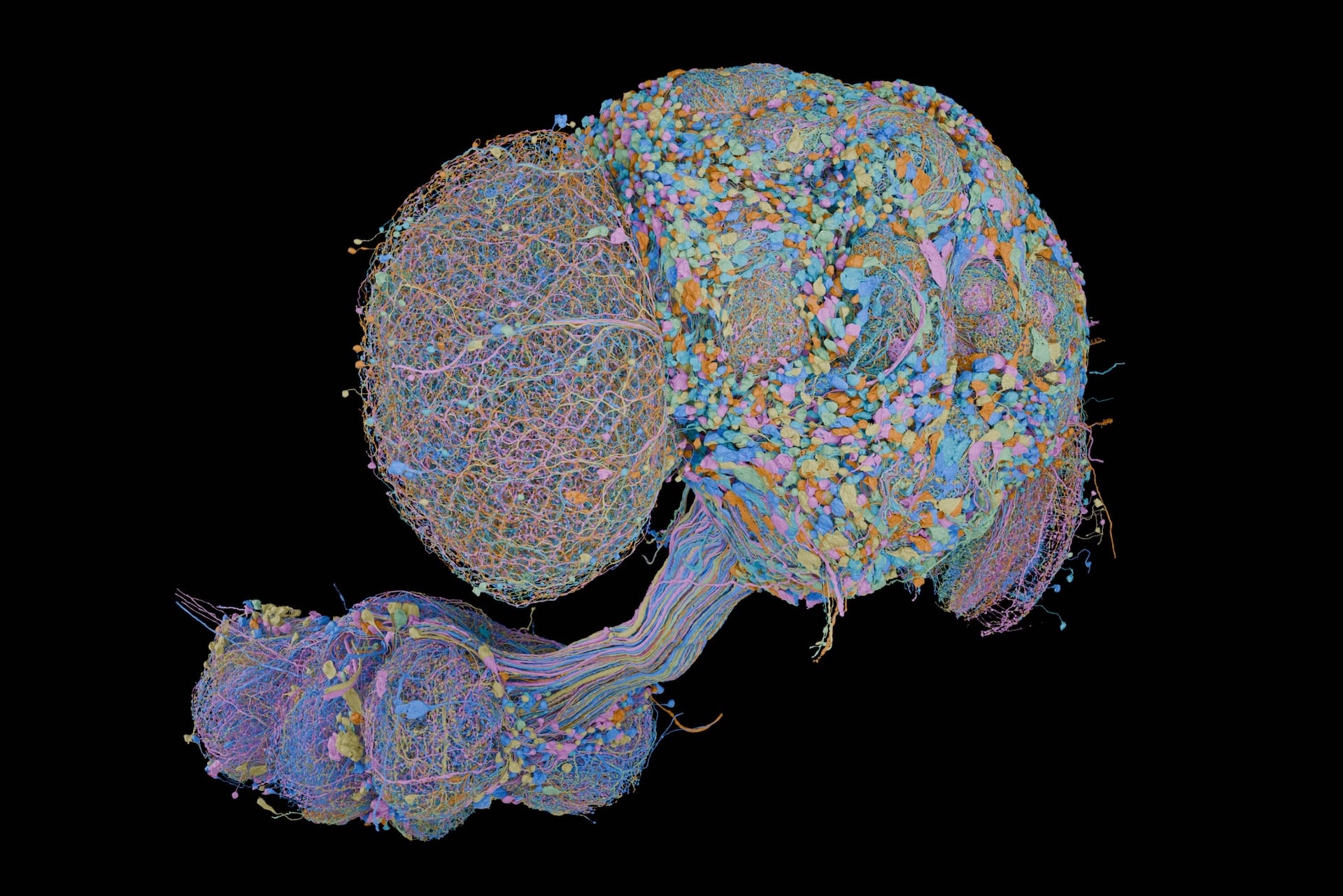 the-most-detailed-brain-wiring-diagram-yet:-how-166,000-neurons-govern-the-fruit-fly’s-behavior