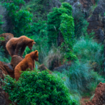 brown-bear-found-dead-in-leon-as-another-is-hit-by-car-days-later