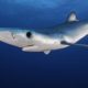 blue-shark-filmed-at-the-surface-off-almunecar