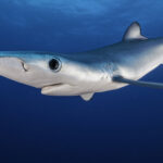 blue-shark-filmed-at-the-surface-off-almunecar