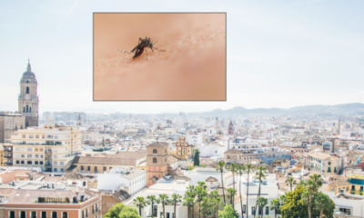 malaga-records-first-case-of-west-nile-virus-as-69-year-old-enters-critical-care-–-the-62nd-in-andalucia-this-summer