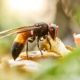 how-to-tell-andalucia’s-two-hornet-invaders-apart
