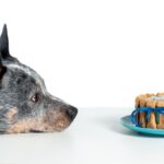 adana-dog-charity-coffee-morning