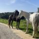 cadiz-horse-rescue-nightmare-as-three-animals-fall-ill-after-trespasser-enters-paddock