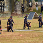 police-seek-new-home-for-22-dogs-after-years-of-algeciras-noise-complaints