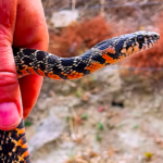 snakes-in-spain:-where-you-are-most-likely-to-come-across-one