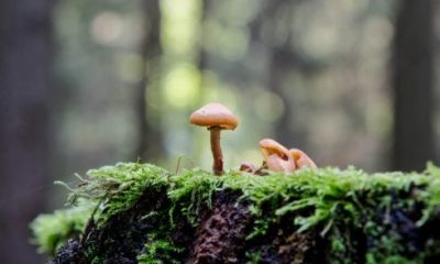all-you-need-to-know-about-the-wild-mushroom-hunting-craze-that-grips-spain-from-late-september