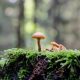 all-you-need-to-know-about-the-wild-mushroom-hunting-craze-that-grips-spain-from-late-september