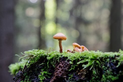 all-you-need-to-know-about-the-wild-mushroom-hunting-craze-that-grips-spain-from-late-september
