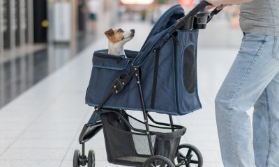 los-5-cochecitos-para-perros-que-arrasan-en-amazon:-plegables,-resistentes-y-para-diferentes-tamanos