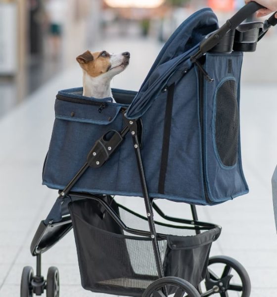 los-5-cochecitos-para-perros-que-arrasan-en-amazon:-plegables,-resistentes-y-para-diferentes-tamanos