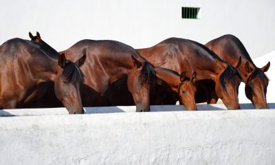 spain’s-purebred-horse-business-leaps-past-the-$8.6-billion-mark
