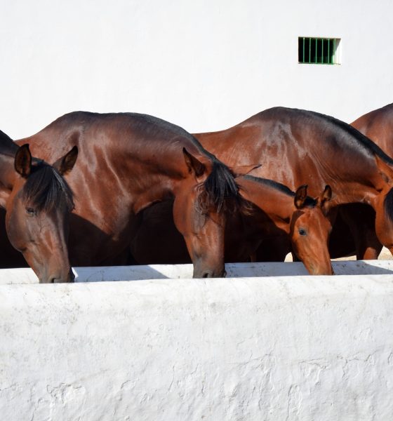 spain’s-purebred-horse-business-leaps-past-the-$8.6-billion-mark