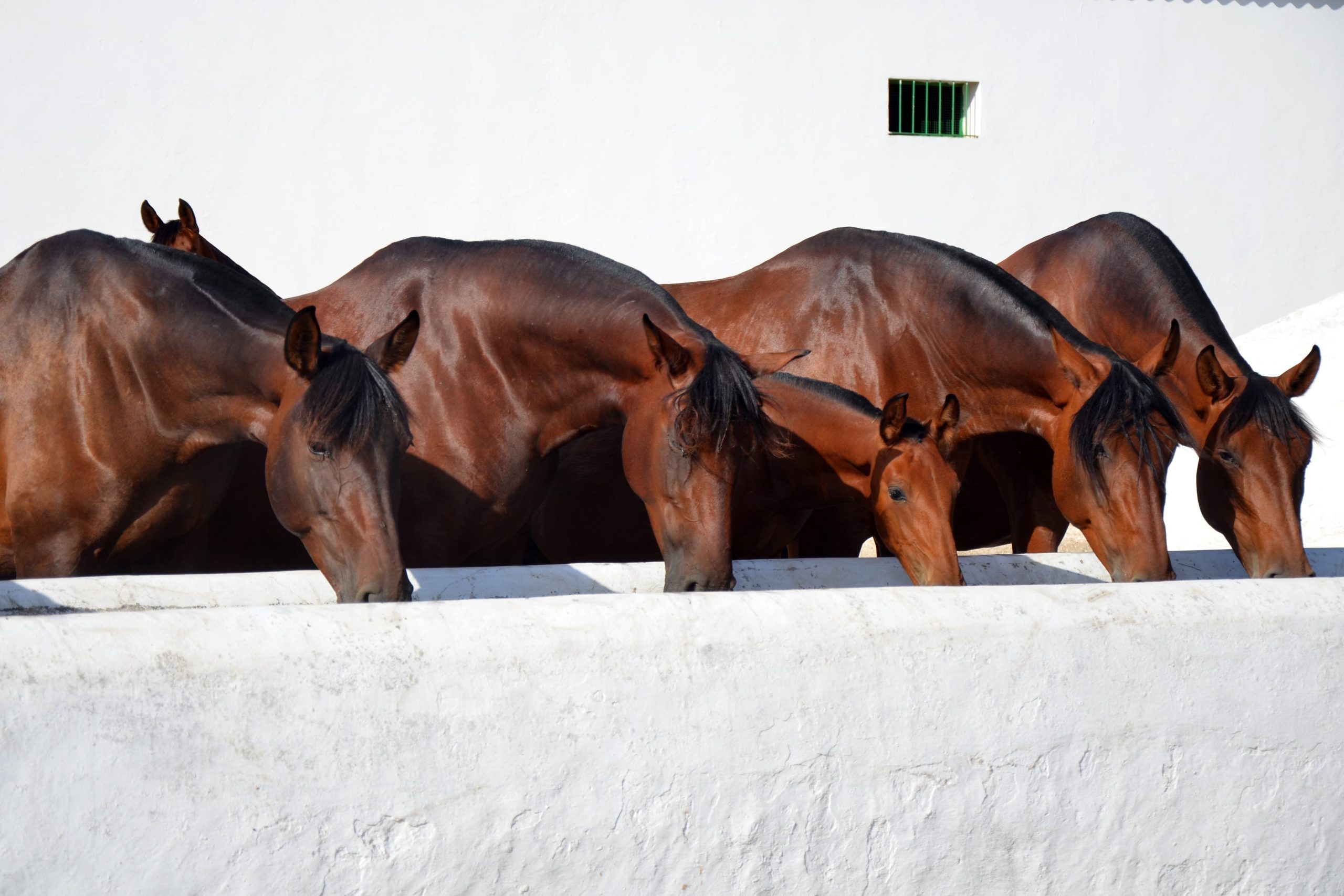 spain’s-purebred-horse-business-leaps-past-the-$8.6-billion-mark