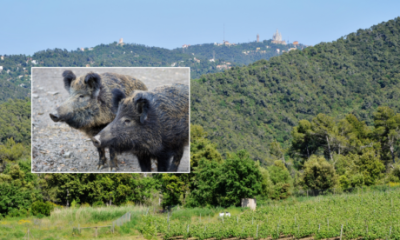 public-park-bordering-barcelona-to-remain-shut-for-‘at-least-three-months’-as-african-swine-fever-cases-return