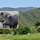 public-park-bordering-barcelona-to-remain-shut-for-‘at-least-three-months’-as-african-swine-fever-cases-return