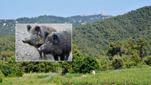 public-park-bordering-barcelona-to-remain-shut-for-‘at-least-three-months’-as-african-swine-fever-cases-return
