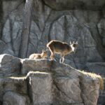 murcia-wildlife-centre-treats-nearly-4,400-animals-in-2025