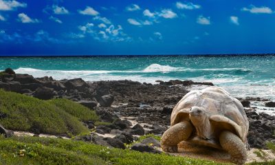 galapagos,-a-paradise-under-criminal-siege