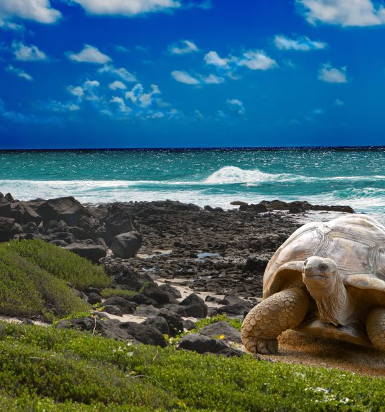 galapagos,-a-paradise-under-criminal-siege