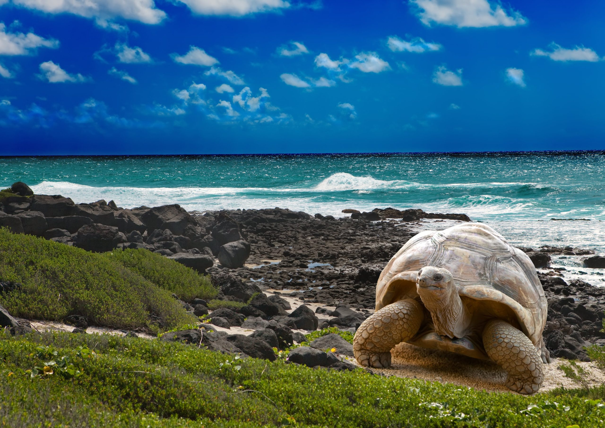 galapagos,-a-paradise-under-criminal-siege
