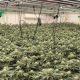 high-tech-cannabis-farm-hidden-beneath-malaga-chalet-uncovered-after-officers-‘notice-dodgy-smell’-–-3,000-plants-seized