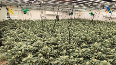 high-tech-cannabis-farm-hidden-beneath-malaga-chalet-uncovered-after-officers-‘notice-dodgy-smell’-–-3,000-plants-seized