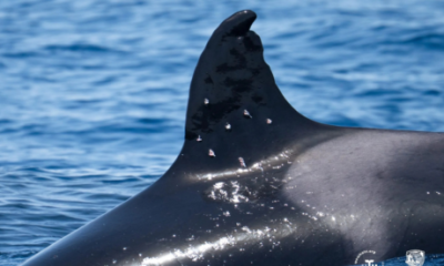 who-shot-toni?-mystery-deepens-after-spain’s-oldest-orca-is-found-with-gunshot-wounds-–-with-perpetrator-facing-e2m-fine