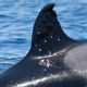 who-shot-toni?-mystery-deepens-after-spain’s-oldest-orca-is-found-with-gunshot-wounds-–-with-perpetrator-facing-e2m-fine