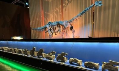 life-finds-a-way:-dinosaur-fossil-of-giant-diplodocus-discovered-in-spain-–-the-first-to-be-found-outside-north-america