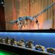 life-finds-a-way:-dinosaur-fossil-of-giant-diplodocus-discovered-in-spain-–-the-first-to-be-found-outside-north-america