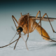 west-nile-virus-claims-third-victim-in-andalucia-this-summer-–-with-28-municipalities-still-on-high-alert