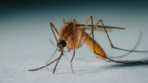 west-nile-virus-claims-third-victim-in-andalucia-this-summer-–-with-28-municipalities-still-on-high-alert