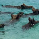 where-wild-boars-swim-with-tourists