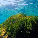 estepona-museum-seagrass-meadow