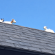 mallorca-property-overrun-by-wild-goats