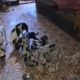police-rescue-56-animals-from-severe-hoarding-conditions-in-madrid