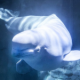 beluga-dies-after-move-to-spain