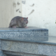 giant-rats-invade-malaga’s-beachfront-as-alarmed-residents-say-‘they’re-entering-our-homes’