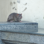 giant-rats-invade-malaga’s-beachfront-as-alarmed-residents-say-‘they’re-entering-our-homes’