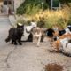 spain’s-street-cats:-scientists-say-colonies-should-go