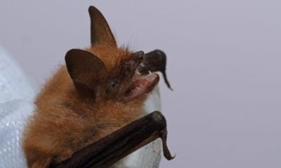 species-of-bat-never-discovered-in-gibraltar-before-is-found-nesting-on-the-rock