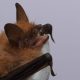 species-of-bat-never-discovered-in-gibraltar-before-is-found-nesting-on-the-rock