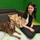 dogs-also-prefer-consonants:-how-our-language-shapes-their-brain