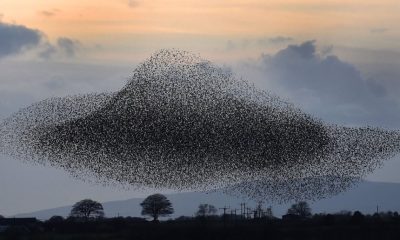 is-there-a-10%-chance-that-ai-will-kill-us-all?