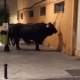 tied-up-bull-in-fuengirola-shocks-locals