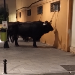 tied-up-bull-in-fuengirola-shocks-locals