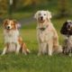 charity-dog-show-in-algorfa